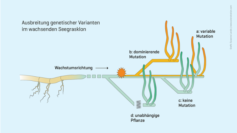 Ausbreitung genetischer Varianten im wachsenden Seegrasklon