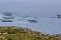 Fish farming