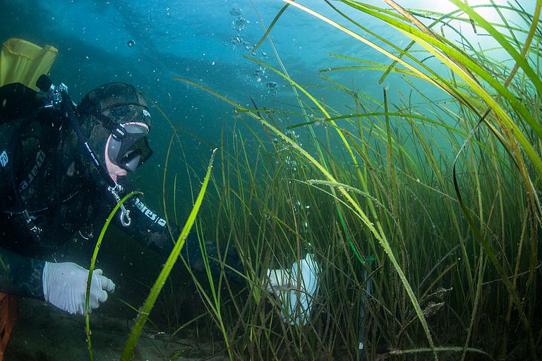 Divers take water samples in the seagrass meadow. Photo: Christian Howe. Divers take water samples in the seagrass meadow. Photo: Christian Howe.