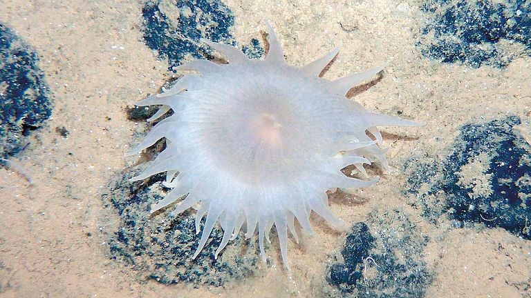 Ökosystem Manganknollenfeld: Seeanemone