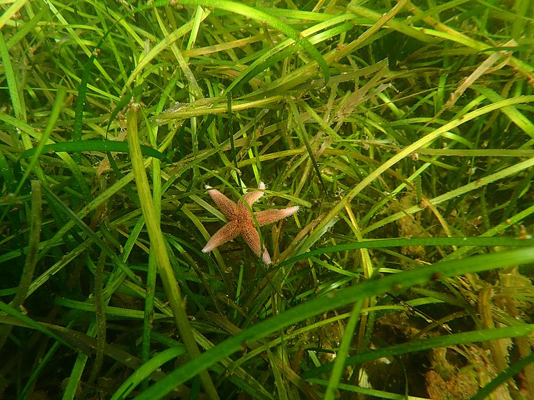 Sollte sich Seegras nicht aufgrund seiner genetischen Vielfalt an den Klimawandel anpassen können, kann keine andere Art die Rolle dieser Meerespflanzen übernehmen. Foto: Tadhg O Corcora, GEOMAR Seestern im Seegras