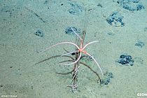 Brittle stars on polymetallic nodules.
