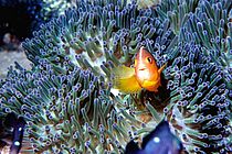 Eine Anemonenfisch (Amphiprion sandaracinos) vor den Küsten der indonesischen Provinz Aceh. Foto: Ramadian Bachtiar