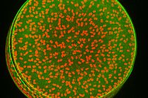 Confocal laser scanning micrograph showing the frustule (green) and the chloroplasts (red) of a diatom of the species Coscinodiscus wailesii. The length of the image edge corresponds to 300 µm. Photo: J. Michels, GEOMAR