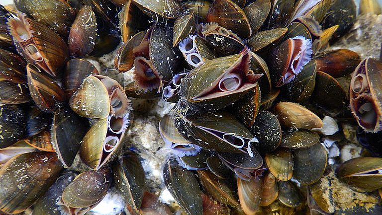 Kieler Indoor Benthokosmen: Miesmuscheln auf Siedlungsplatten