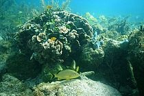 [Translate to English:] Korallenriffe vor der Küste der mexikanischen Halbinsel Yucatan in der Nähe von Grundwasserquellen (Ojos). Foto: Elizabeth D. Crook