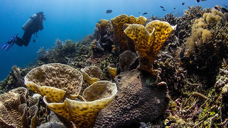 Corals are polyps that anchor themselves to substrates with a kind of bottom plate, where they often form colonies. 