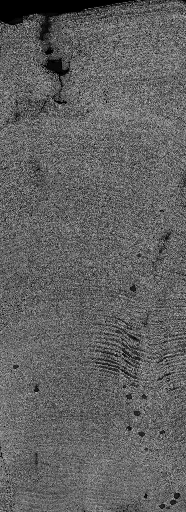 Ein Schnitt durch die Rotalge Clathromorphum zeigt jährliche Wachstumsbänder, vergleichbar mit den Jahresringen von Bäumen. Das Bild zeigt ca. 150 Jahreslagen; der Maßstab von oben nach unten beträgt etwa 2,5 Zentimeter. Foto: Jochen Halfar A section through the red alga Clathromorphum shows annual growth bands, similar to annual tree rings. The image shows 150 years of growth, and the scale from top to bottom is about 2.5 centimeters. Photo: Jochen Halfar