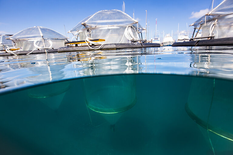 Blick über und unter Wasser, zu sehen sind Folienkuppeln und ein langer transparenter Schlauch unter Wasser