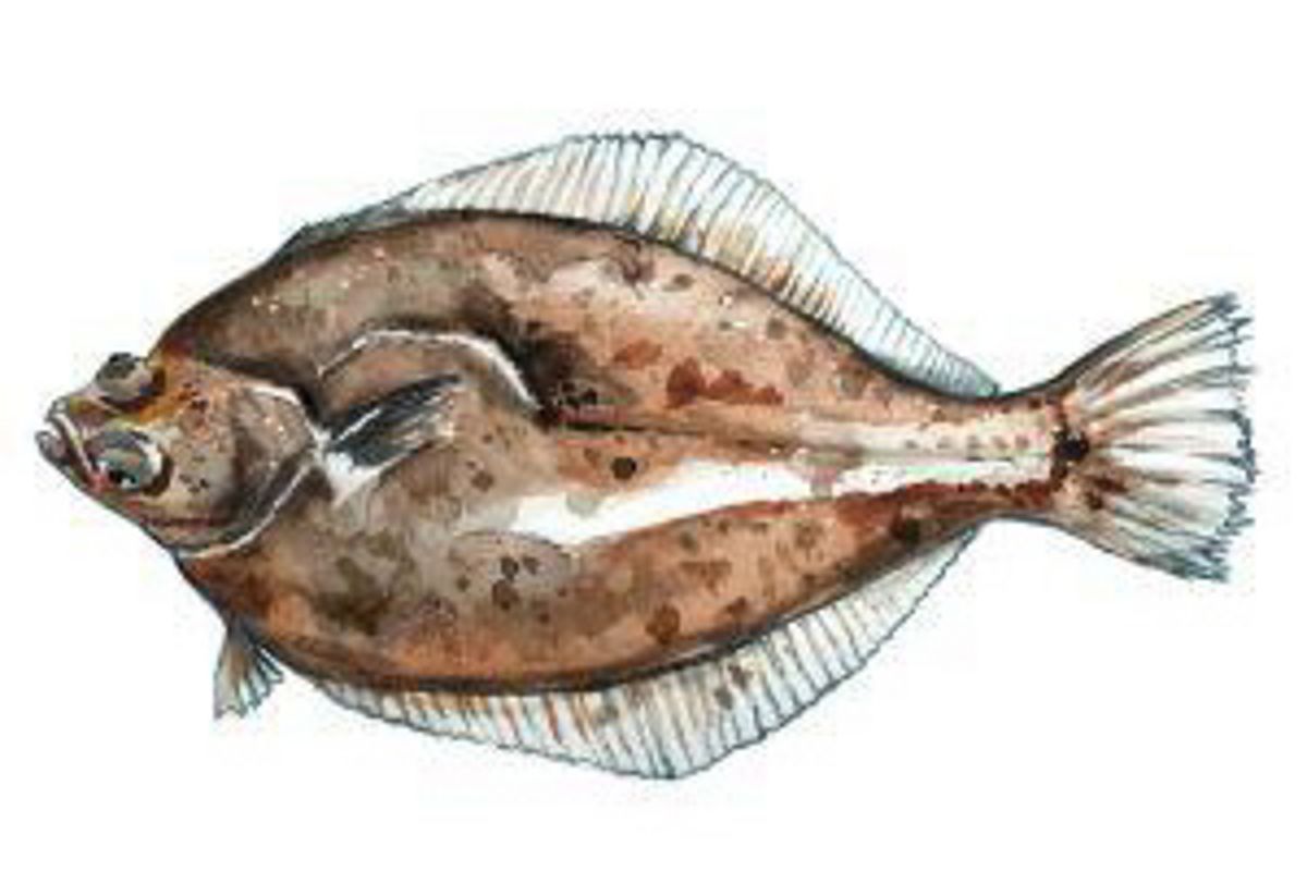 Baltic Sea dab (Limanda limanda), fishing area: Baltic Sea, permitted gears: fish traps or traps Baltic Sea dab (Limanda limanda), fishing area: Baltic Sea, permitted gears: fish traps or traps