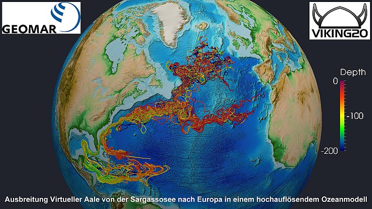 Ausbreitung virtueller Aale von der Sargassosee nach Europa in einem hochauflösenden Ozeanmodell. Deutlich zu erkennen die zwei Wege, die die Larven je nach Windverhältnissen nehmen müssen: a) der lange Weg durch die Karibik oder b) der kurze direkt in Ausbreitung virtueller Aale von der Sargassosee nach Europa in einem hochauflösenden Ozeanmodell. Deutlich zu erkennen die zwei Wege, die die Larven je nach Windverhältnissen nehmen müssen: a) der lange Weg durch die Karibik oder b) der kurze direkt in den Golfstrom. Modellierung: GEOMAR (Animation der Modellierung unten auf dieser Seite)