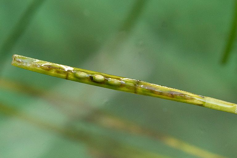 Samentragenden Triebe des Seegrases Zostera marina können von Meeresströmungen über weite Distanzen verteilt werden. Foto: Sarah Kaehlert, GEOMAR Seegras-Trieb mit Samen