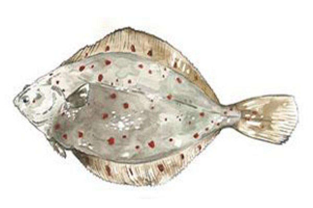 Baltic plaice (Pleuronectes platessa), fishing area: Baltic Sea, permitted gears: pots or traps Baltic plaice (Pleuronectes platessa), fishing area: Baltic Sea, permitted gears: pots or traps