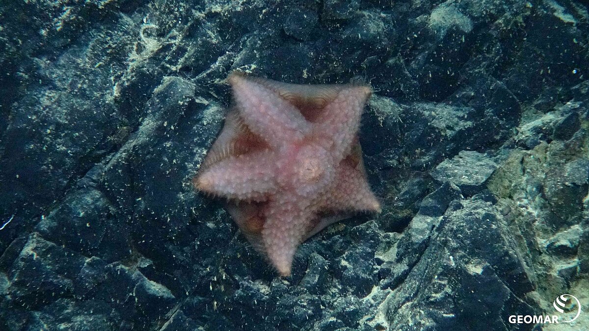 starfish