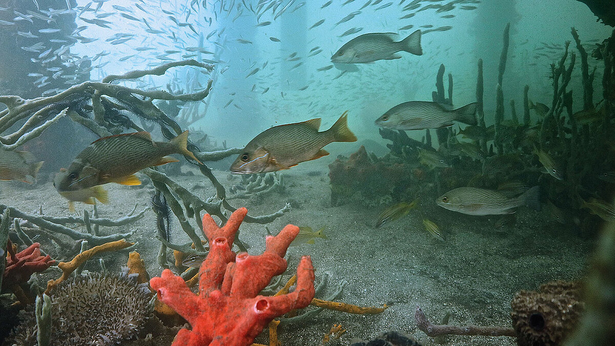 Teaser Marine Ecosystems and Biogeochemical Cycles 