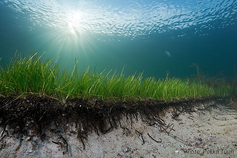 Seegraswiese in der Ostsee. Hier handelt es sich nicht um eine Population, sondern um einen Klon. Foto Pekka Tuuri Seegraswiese in der Ostsee. Hier handelt es sich nicht um eine Population, sondern um einen Klon. Foto Pekka Tuuri