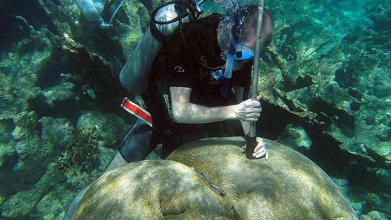 Sampling of a fast-growing massive coral of the species Diploria strigosa