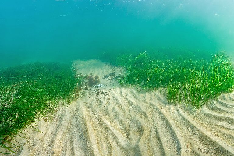 Die neue Studie zeigt am Beispiel des Seegrases, dass Klone genetisch nicht so homogen sind wie angenommen - und sich deshalb erfolgreich in der Umwelt behaupten können. Foto: Pekka Tuuri Die neue Studie zeigt am Beispiel des Seegrases, dass Klone genetisch nicht so homogen sind wie angenommen - und sich deshalb erfolgreich in der Umwelt behaupten können. Foto: Pekka Tuuri