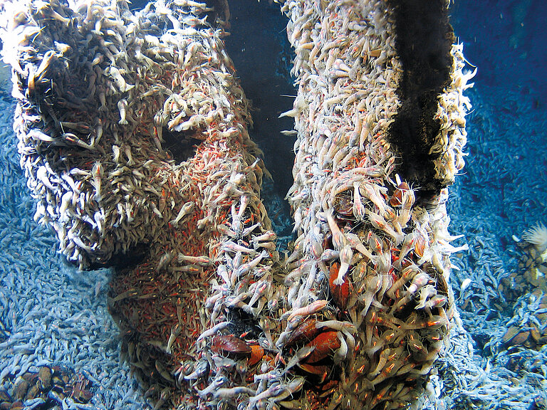 Countless small whitish and reddish crabs cover two tree-trunk-like structures on the seabed.