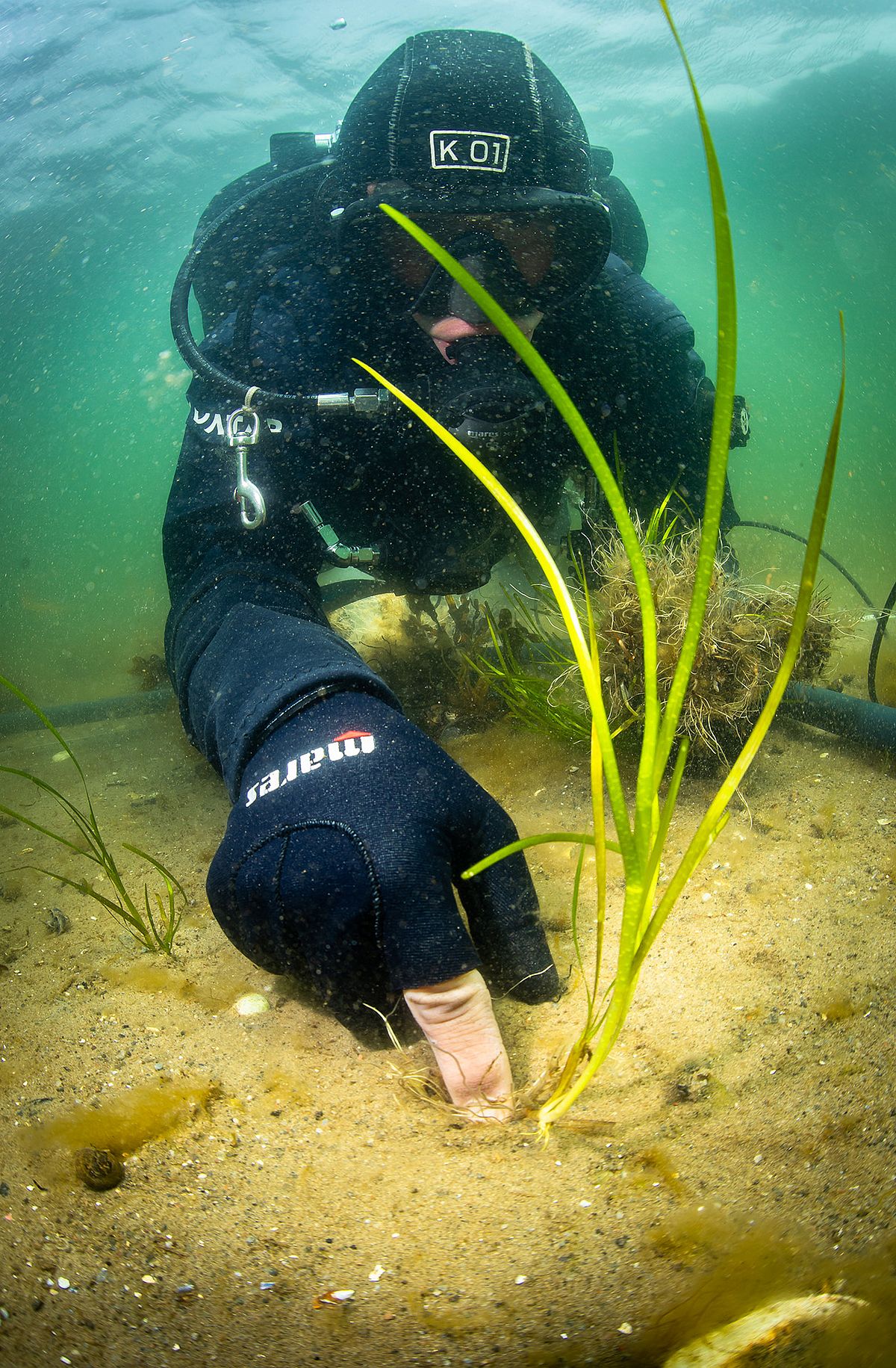 Forschungstaucher beim Einpflanzen von Seegras