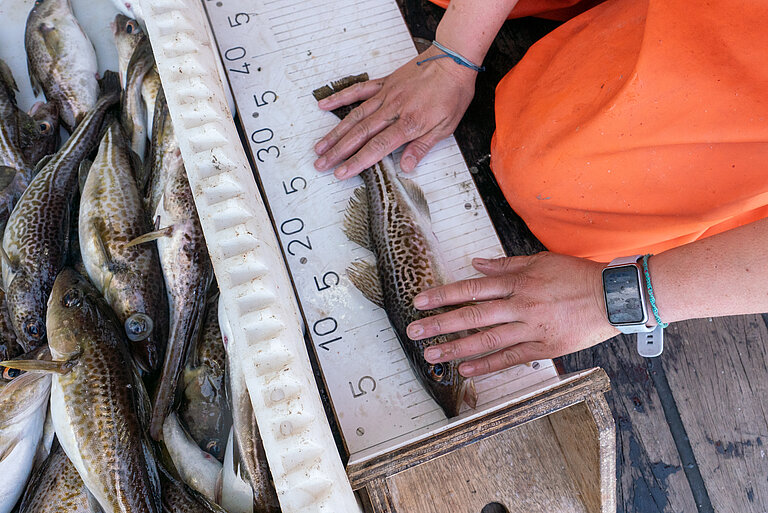Cod is measured.