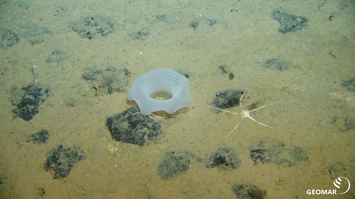 Schwamm und Ophiuroid