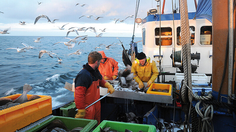 Fishermen on a boat sorting plaice. Seagulls accompany the boat.